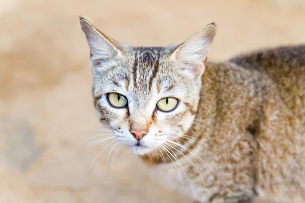 Yerli Himalaya cute Kitten