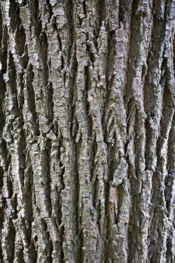 Soyut ahşap doku kabuk arka plan