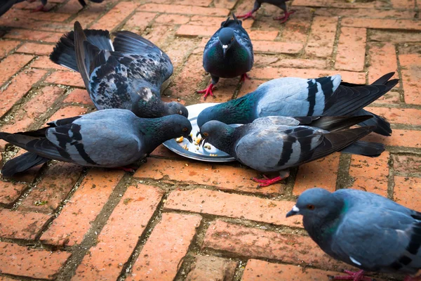 Pombo dos Himalaias — Fotografia de Stock