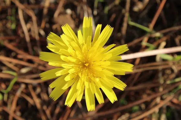 Türkiye 'de sarı karahindiba çiçeği. Latince adı taraxacum ruderalia..