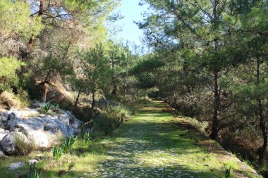 Ormandaki eski asfalt yol.