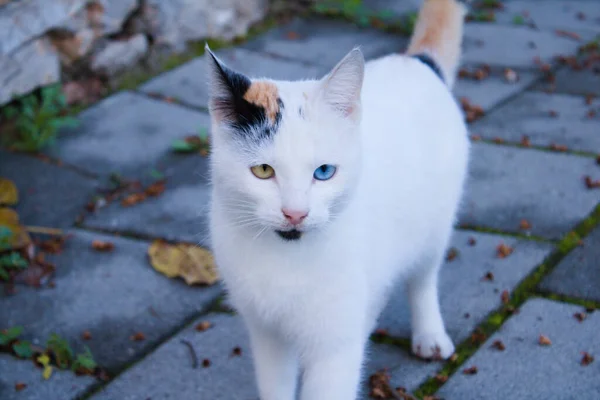 İki gözü farklı renkte bir kedi. Van kedileri olarak da bilinen kendine özgü bir Landrace kedisi..