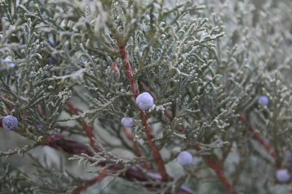 Juniperus scopulorum, Rocky Dağı ardıç ağacı. Bir kozalaklı ağaç..