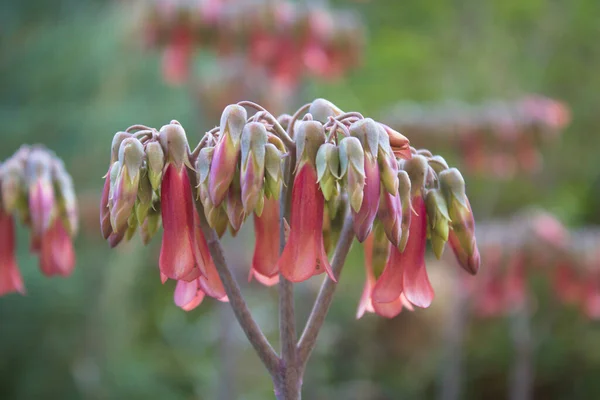 Kalanchoe daigremontiana, eski adıyla Bryophyllum daigremontianum ve yaygın olarak binlerce kişinin annesi olarak bilinir, timsah bitkisi ya da Meksika şapka fabrikası..