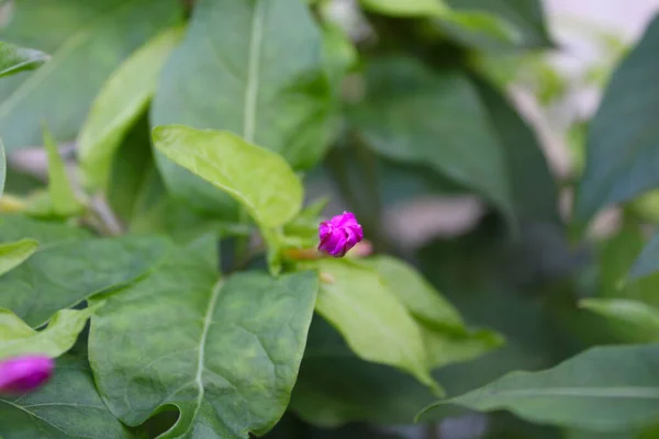 Mirabilis Jalapa, Peru mucizesi ya da saat 4 'teki çiçek ya da gece çiçeğinin güzelliği..