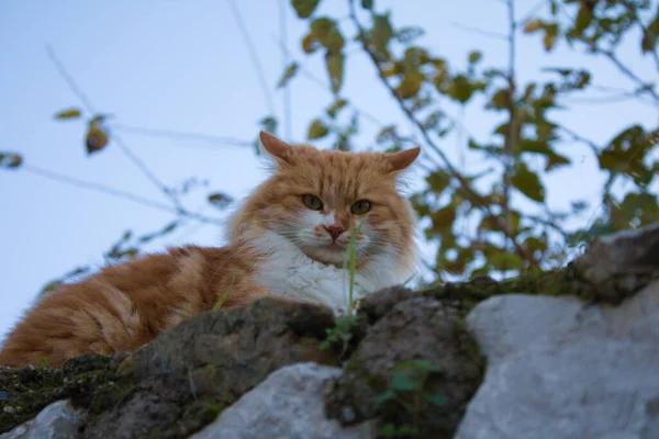 Turuncu bir tekir kedi duvarda güneşleniyor..