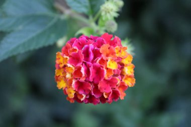 Pembe ve sarı verbena çiçeği. Mine çiçeği olarak da bilinir, Amerikan Alman çiçeği..