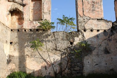 Çökmüş bir evin içinde, duvarın önünde büyüyen bir ağaç..