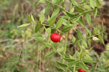 Ruscus aculeatus Kasap Süpürgesi olarak bilinir..