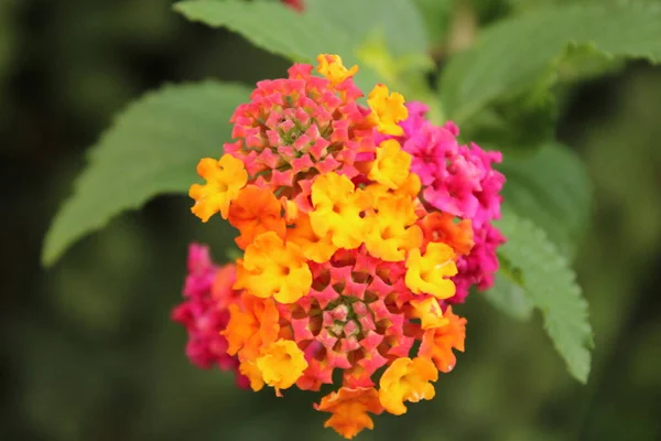 Pembe ve sarı verbena çiçeği. Mine çiçeği olarak da bilinir, Amerikan Alman çiçeği..