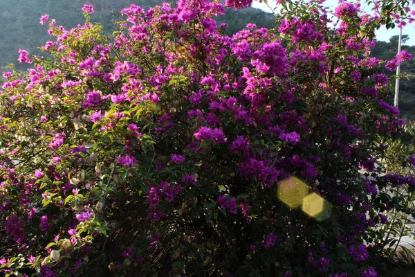 Burgundy bougainvillea ağacı. Bougainvillea buttiana, Bougainvillea glabra, Bougainvillea spectabilis, Bougainvillea peruviana, Bougainvillea speciosa.
