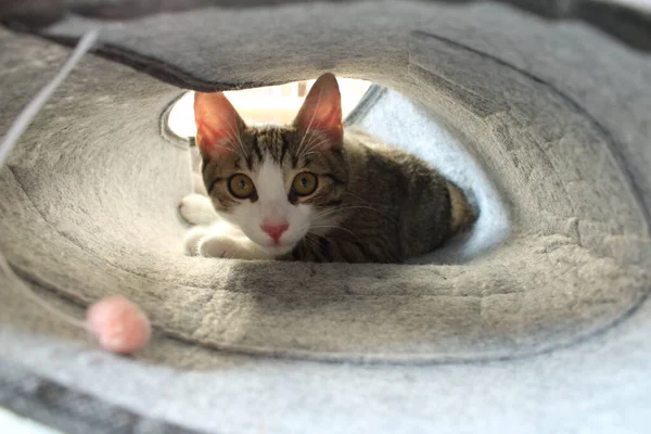 Tünelin içinde bir kedi..