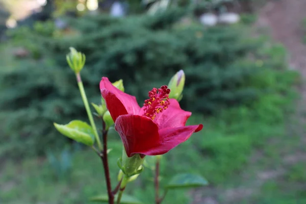 Hibiscus rosa-sinensis çiçeği. Halk arasında Çin amblemi olarak da bilinir, Çin gülü, Hawaii amblemi, gül tozu ve ayakkabı boyası..