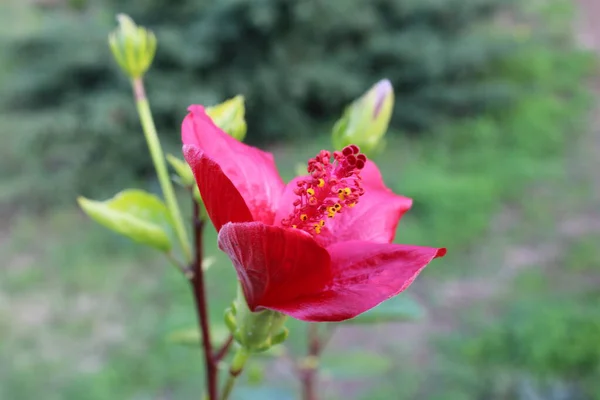 Hibiscus rosa-sinensis çiçeği. Halk arasında Çin amblemi olarak da bilinir, Çin gülü, Hawaii amblemi, gül tozu ve ayakkabı boyası..