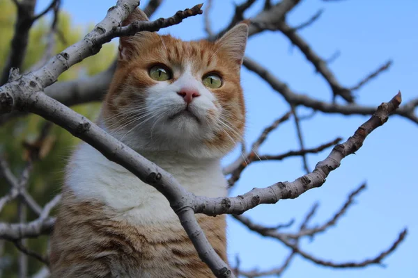 Sarı gözlü turuncu tekir kedi ağaç dallarına bakıyor..