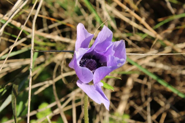 Geniş deniz şakayığı, yıldız şakayığı, yıldız yel çiçeği. Latince adı anemone hortensis..