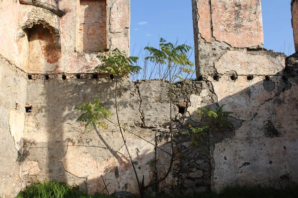 Çökmüş bir evin içinde, duvarın önünde büyüyen bir ağaç..