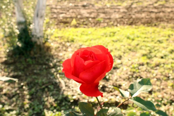 鮮やかな赤いバラの芽 赤いバラ — ストック写真