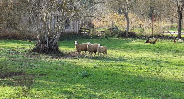 Anatolian Sheep Family Middle Grass Aries Sheep Lamb — Stock Photo, Image