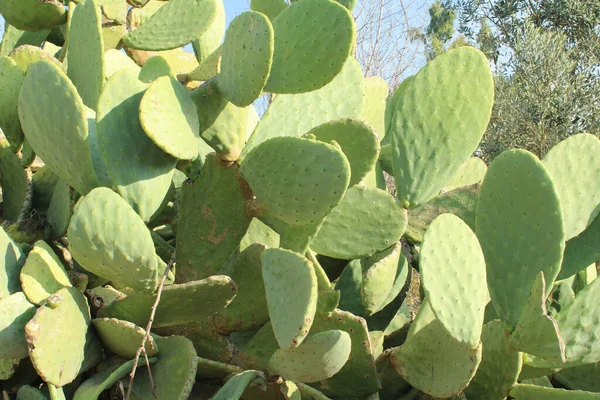 Opuntia ficus-indica, dikenli armut, kaktüs.