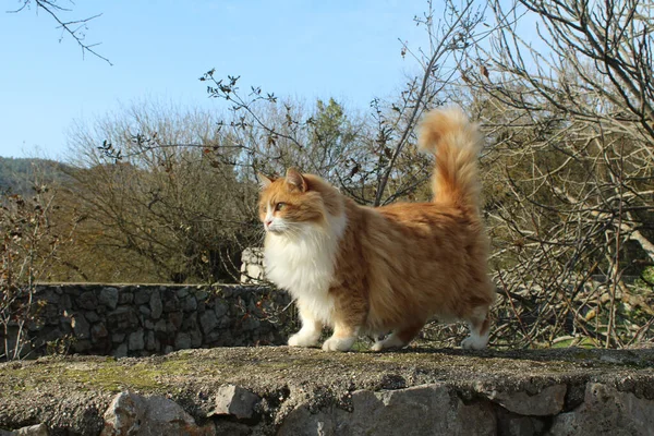 Tüylü sarı / turuncu bir tekir kedi duvarda güneşleniyor..