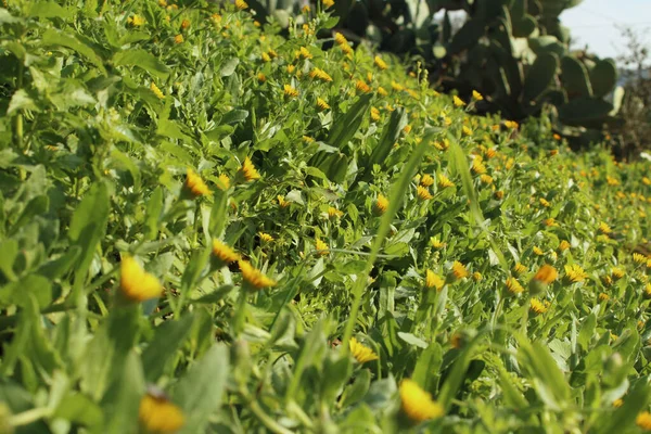 Güneşteki sarı yabani çiçekler.