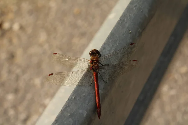 Yusufçuk. Anax imperator. Orthetrum ceorulescens. Libellula quadrimaculata