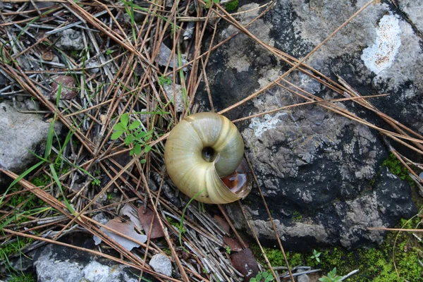 Kayalıkların arasında salyangoz kabuğu. Uyuyan ve yeşillenen.