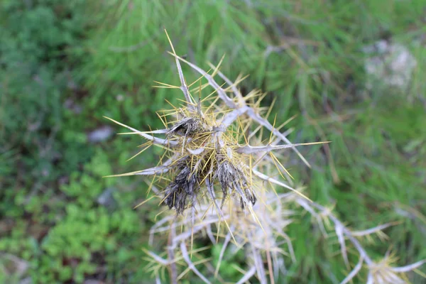 Пикномон Акарна Крупным Планом Пикномон Колючий Цветок Cirsium Acarna Моэнч — стоковое фото