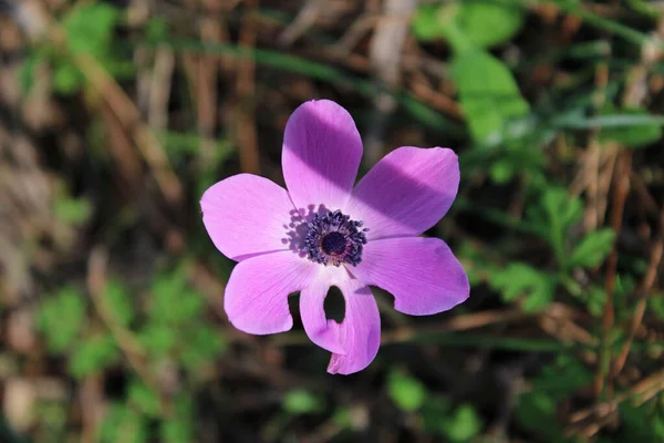 Geniş deniz şakayığı, yıldız şakayığı, yıldız yel çiçeği. Latince adı anemone hortensis..