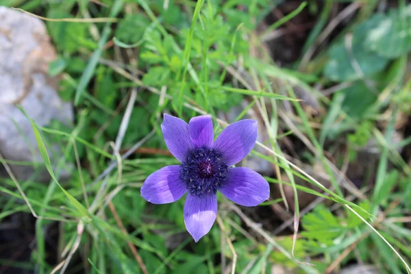 Geniş deniz şakayığı, yıldız şakayığı, yıldız yel çiçeği. Latince adı anemone hortensis..