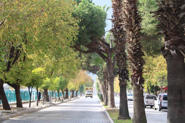 Sonbaharda yaprak döken ağaçların arasında bir kamyon. Fethiye şehir merkezi kışın. Palmiye ağaçları tatlı sakız ağaçları.