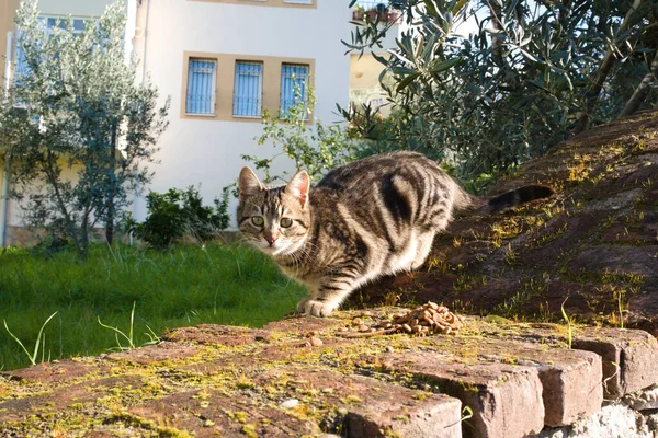 Utangaç tekir kedi duvarda kurutulmuş kedi maması yemeye çalışıyor..
