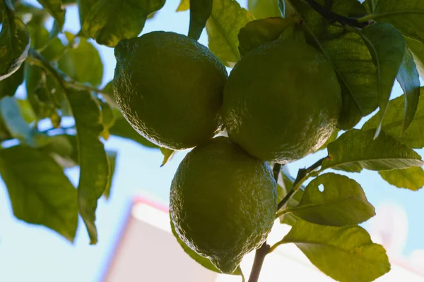 Limon ağacının dalında üç limon.