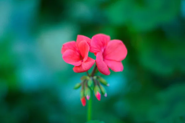 Pembe bez sardunya. Latince adı pelargonium hororum.