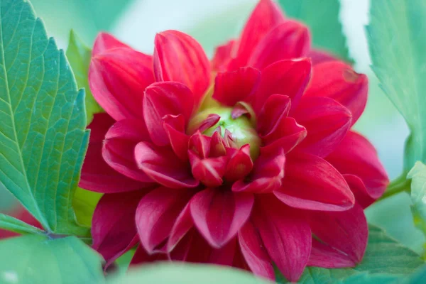 Pembe yıldız çiçeği. Latince adı Dahlia pinnata..