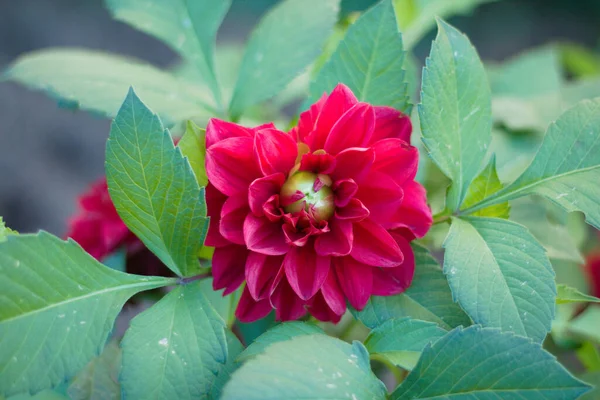 Pembe yıldız çiçeği. Latince adı Dahlia pinnata..