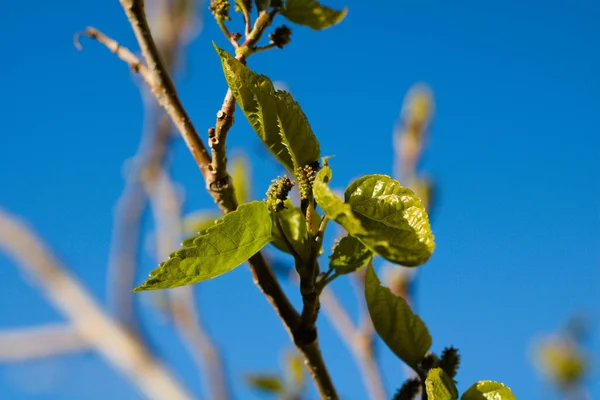 Dut ağacı yaprağı ve meyve.