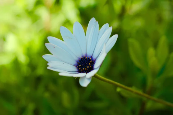 Mavi ve beyaz papatya çiçeği. Mavi ve beyaz papatya yaprağı.