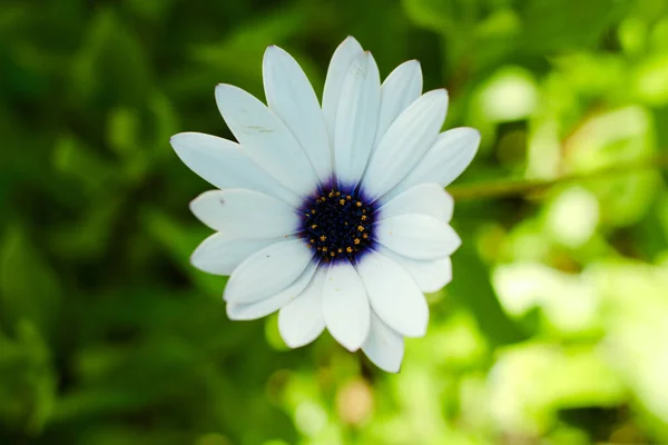 Mavi ve beyaz papatya çiçeği. Mavi ve beyaz papatya yaprağı.