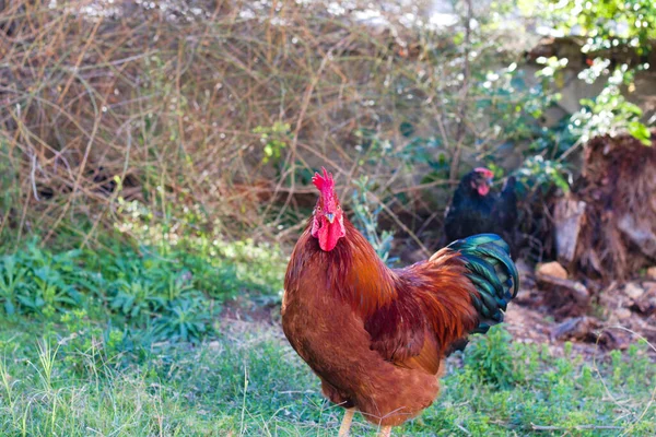 Geleneksel Türk Uzun öten tavuğu veya horozu.