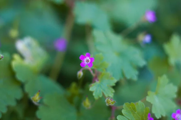 Yuvarlak yapraklı turna çiçeği. Latince adı ise sardunya rotundifolium.