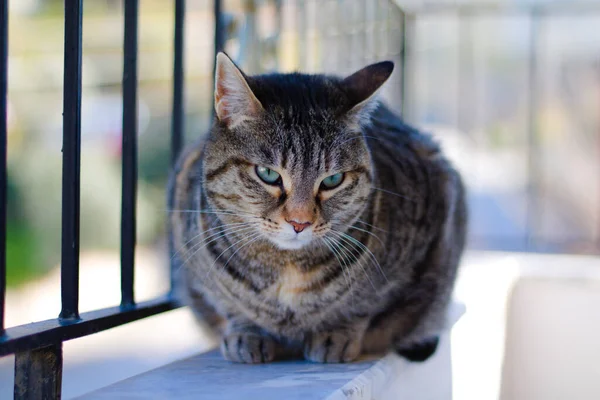 Yeşil gözlü izole bir tekir kedi..