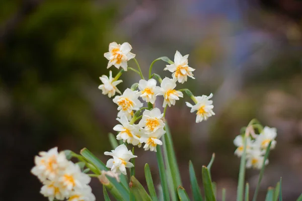 Beyaz ve sarı narsisli çiçek. Nergis ya da jonquilla olarak da bilinir..