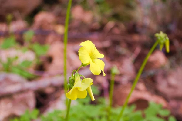 Sarı koyun gülü çiçeği. Bermuda düğün çiçeği, Afrika ahşap-sorrel, Bermuda doru, düğün çiçeği oksali, pelerin kuşu, İngiliz otu, keçi ayağı, ekşi otlar, maydanoz ağacı olarak da bilinir..