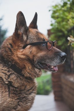 Gözlük şeffaf cam mesafe içine arıyorum ile eski köpek