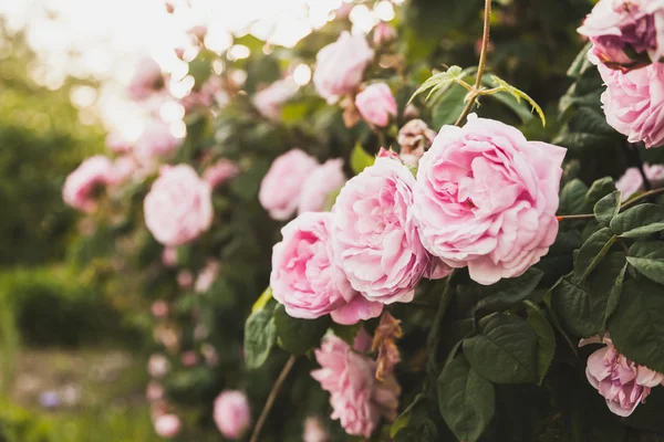 Sanset ışık çay Gül Bush.