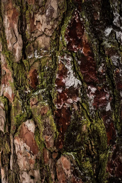 Makroaufnahme Von Baumrinde Schnee Für Hintergrund Und Tapete — Stockfoto