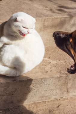 Beyaz tüylü bir İskoç kedisi ve bir Alman çoban köpeği bu ilişkiyi çözüyor, kedi tıslıyor ve öfke ve saldırganlığı ifade ediyor, köpek karşılık olarak kediye havlıyor.