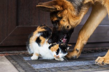 Genç Alman çoban köpeği ısırıyor evin önünde üç renkli kedi oynuyor, köpek kedi için pire yakalıyor, kediyle kedi arasındaki ilişki gibi, köpek kediye saldırıyor.